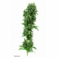 Dutch Passion - THC - Victory - 10 fem