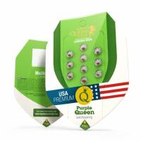 Royal Queen Seeds - Purple Queen Auto (USA) - 1 Auto