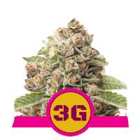 Royal Queen Seeds - Triple G (USA) - 100 Fem