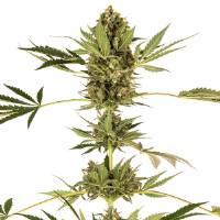 Sensi Seeds - Himalayan CBD - 3 fem