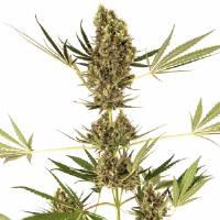  Sensi Seeds - Alpine Delight CBD - 5 Auto