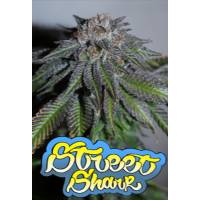 Microgenetica - Street Shark 5 Fem