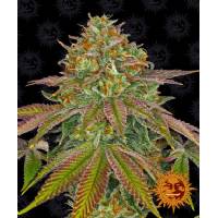 Barney's Farm - Wedding Cake - 1 fem