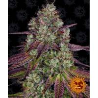 Barney's Farm - Mimosa EVO - 1 fem