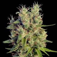 Ace Seeds - Super Malawi Haze - 3 fem
