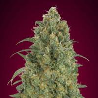 Advanced Seeds - Auto Strawberry Gum - 1