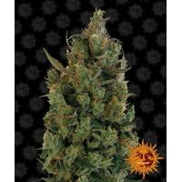 Barney's Farm - Blue Cheese - 5 Fem