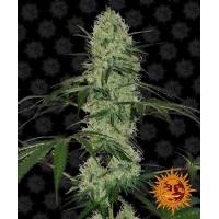 Barney's Farm - Auto Tangerine Dream - 1 auto