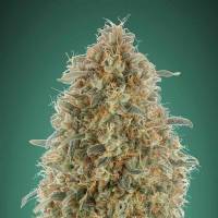 Advanced Seeds - Auto Gorilla Blue - 3 auto