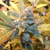 Big Buddha Seeds - Blue Cheese - 5 Fem