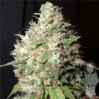 Big Buddha Seeds - Bubble Cheese - 5 Fem