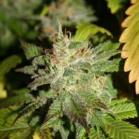 Big Buddha Seeds - Buddha Kush OG - 5 Fem