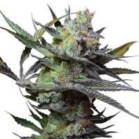 Big Buddha Seeds - King Kong 5 fem