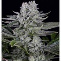 Dinafem - Gorilla CBD - 3 fem