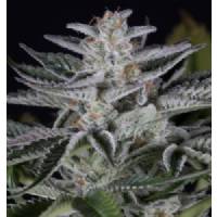 Dinafem - Ocean Grown Cookies - 3 fem