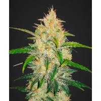 Dinafem - Zkittlez - 1 fem