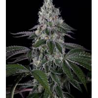 Dinafem - Weeding Cake - 3 fem