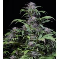 Dinafem - Quick Kush - 1 fem