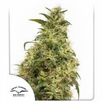 Dutch Passion - THC - Victory - 5 fem