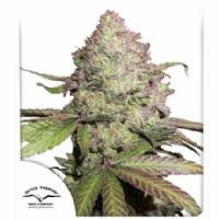 Dutch Passion - Auto CBD Charlotte's Angel - 7 auto