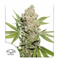 Dutch Passion - Auto Lemon Kix - 3 auto