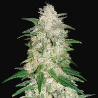 Fast Buds - Gelato - 1 auto