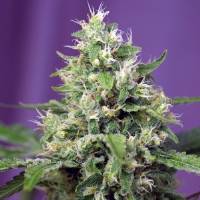 Sweet Seeds - Auto Sweet Amnesia Haze XL - 100 Auto