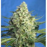 Sweet Seeds - Jack 47 XL Auto - 25 auto