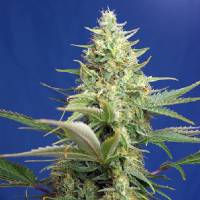 Sweet Seeds - Sweet Pure Auto CBD - 100 auto