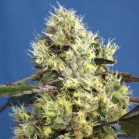 Sweet Seeds - Sweet Gelato Auto - 3+1 auto