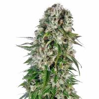 Sensi Seeds - Auto Big Bud - 5 auto