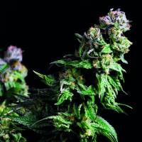 Pyramid Seeds - Purple Urkle 1 fem