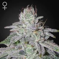Green House - Franco's Lemon Cheese - 3 fem