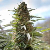 Medical Seeds - Over Dawg - 3 fem