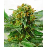 BMS - Jack Herer - 3 fem