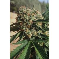 BMS - Auto Mango Flowers - 3 auto