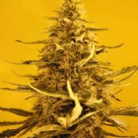 Nirvana Seeds - Auto White Widow - 5 Auto