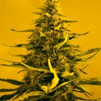 Nirvana Seeds - White Widow 5 fem