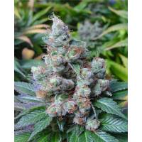 Soma Seeds - NYC Diesel - 5 Reg