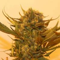Resin Seeds - Sour P - 3 Fem