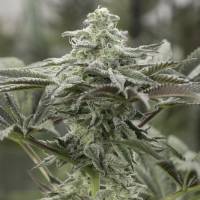 Humboldt Seed Organization - Lemon Citron - 5 fem