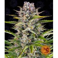 Barney's Farm - Gorilla Zkittlez Auto - 1 auto