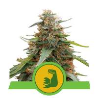 Royal Queen Seeds - Hulkberry Auto - 1 auto