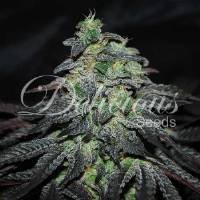 Delicious Seeds - Golosa - 3 fem