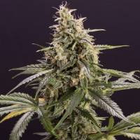 Humboldt Seed Organization - Auto Chocolate Mint OG - 3 auto