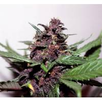 Kannabia - Swiss Dream Rose CBD Auto - 10 auto