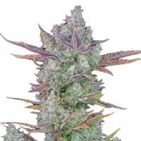 Fast Buds - Gorilla Cookies Auto - 3