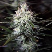 Rare Dankness - Moonshine Haze 12 Regular