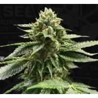 TH Seeds - Melon Vader - 5 fem