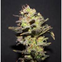 R-Kiem Seeds - Icer - 1 fem